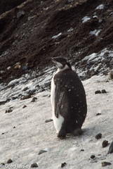 Aptenodytes forsteri