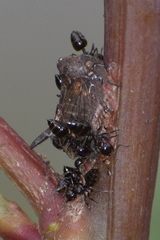 Oxyrhachis