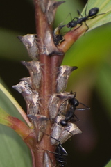 Otinotus