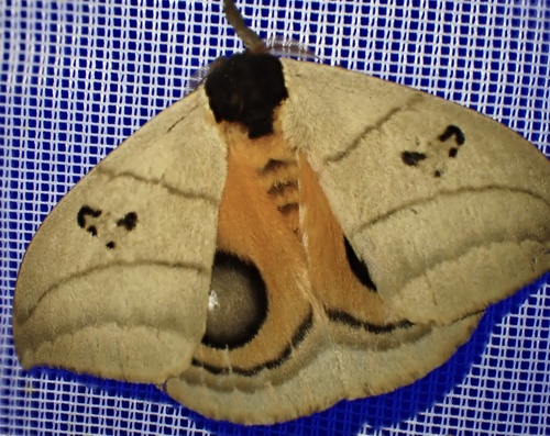Automeris curvilinea