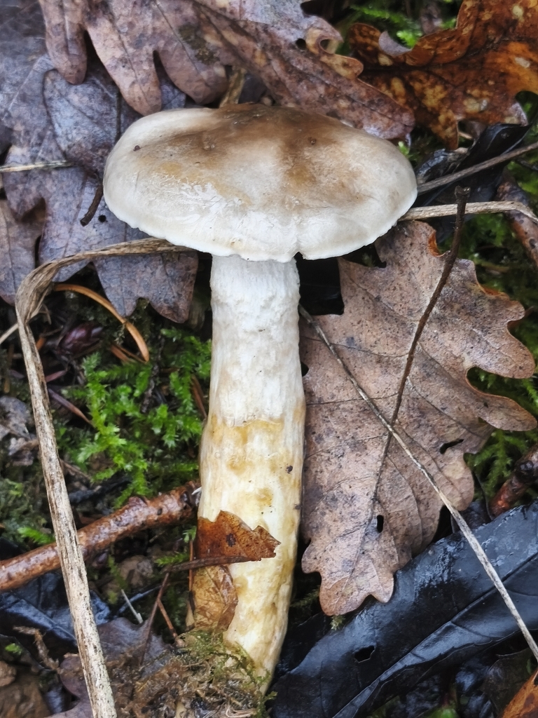 Hygrophorus glutinifer · December 2025 · photo: © mycototor (iNaturalist, cc-by)