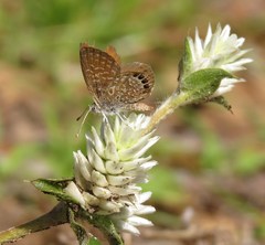 Brephidium pseudofea