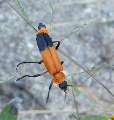 Chauliognathus profundus
