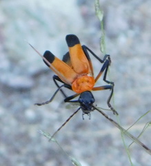 Chauliognathus profundus