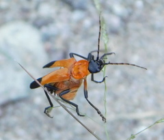 Chauliognathus profundus