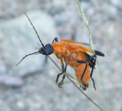 Chauliognathus profundus