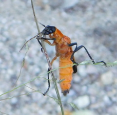 Chauliognathus profundus