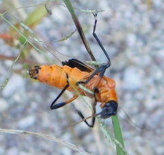 Chauliognathus profundus