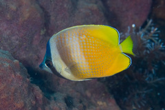 Chaetodon kleinii