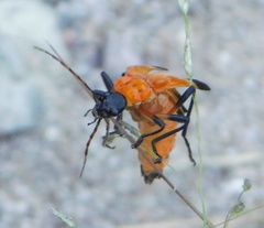 Chauliognathus profundus