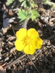 Potentilla arenosa