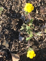 Potentilla arenosa