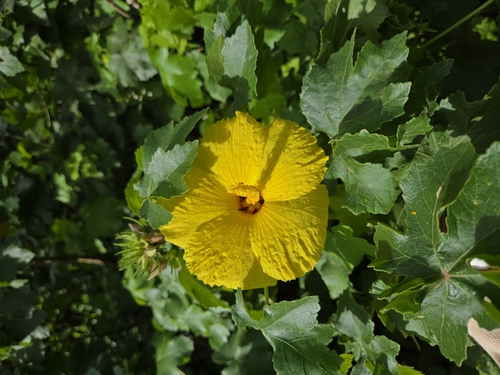 Hibiscus brackenridgei observed 2025-12-17