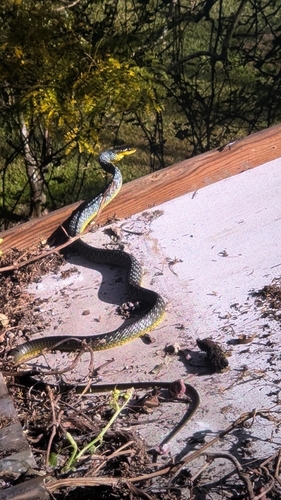 Common Tree Snake sighting