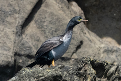 Phalacrocorax featherstoni