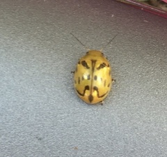 Paropsisterna obliterata