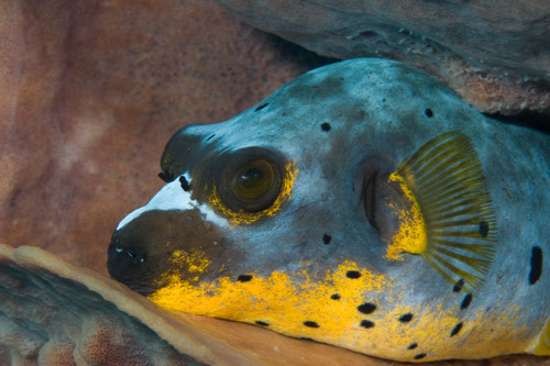 Blackspotted Puffer