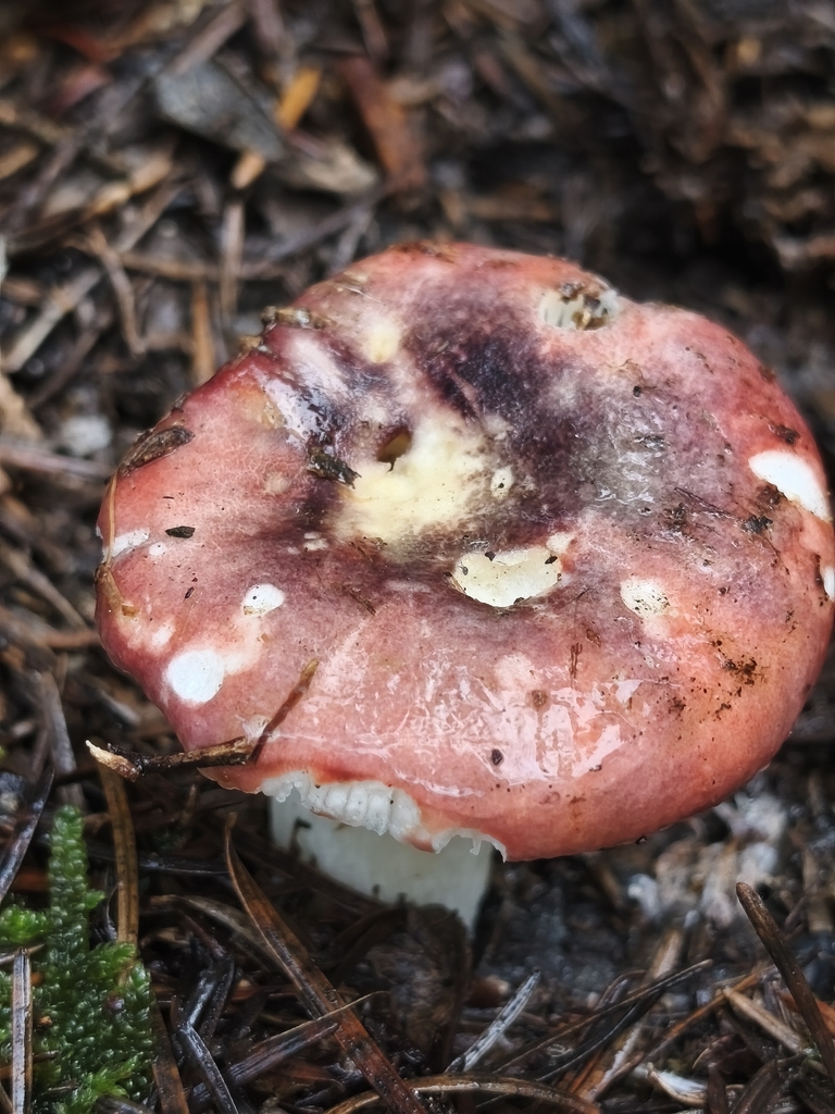 Russula bresadolae