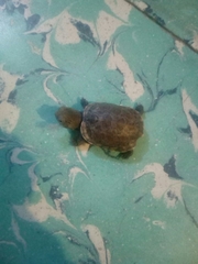 Kinosternon integrum