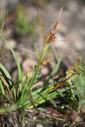 Dotted Sedge (Carex punctata)