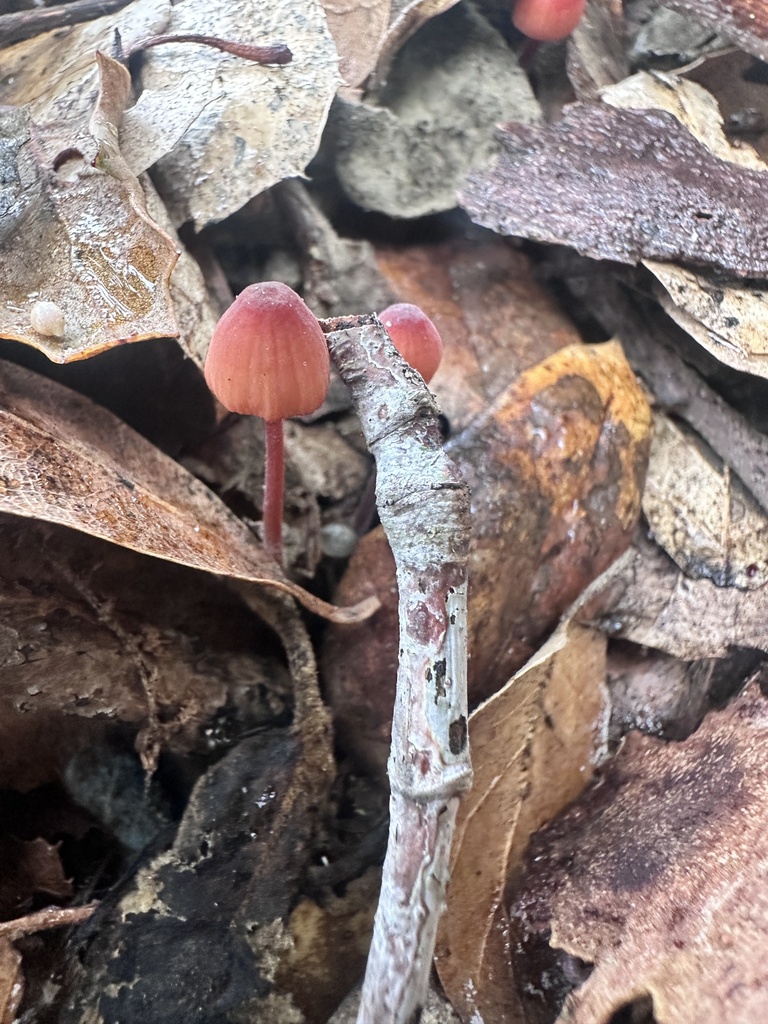 Mycena californiensis · December 2025 · photo: © katrinamccollough (iNaturalist, cc0)