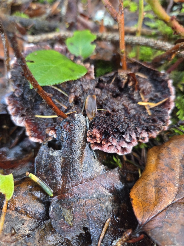 Hydnellum peckii · December 2025 · photo: © mandymushii (iNaturalist, cc-by)