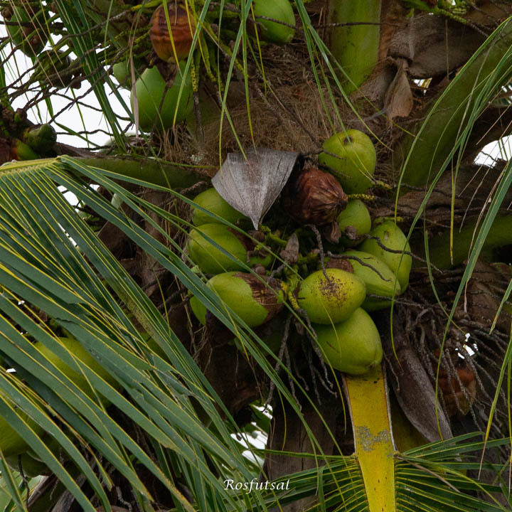 Cocos nucifera