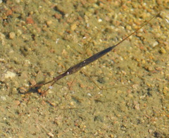 Ranatra quadridentata