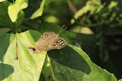 Junonia lemonias