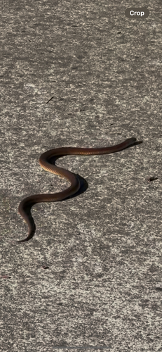 Lowlands Copperhead sighting