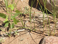 Masticophis taeniatus taeniatus