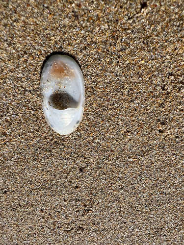 Maoricrypta immersa observed 2025-12-18