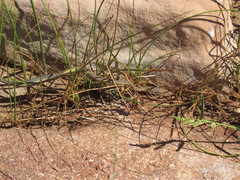 Masticophis taeniatus taeniatus