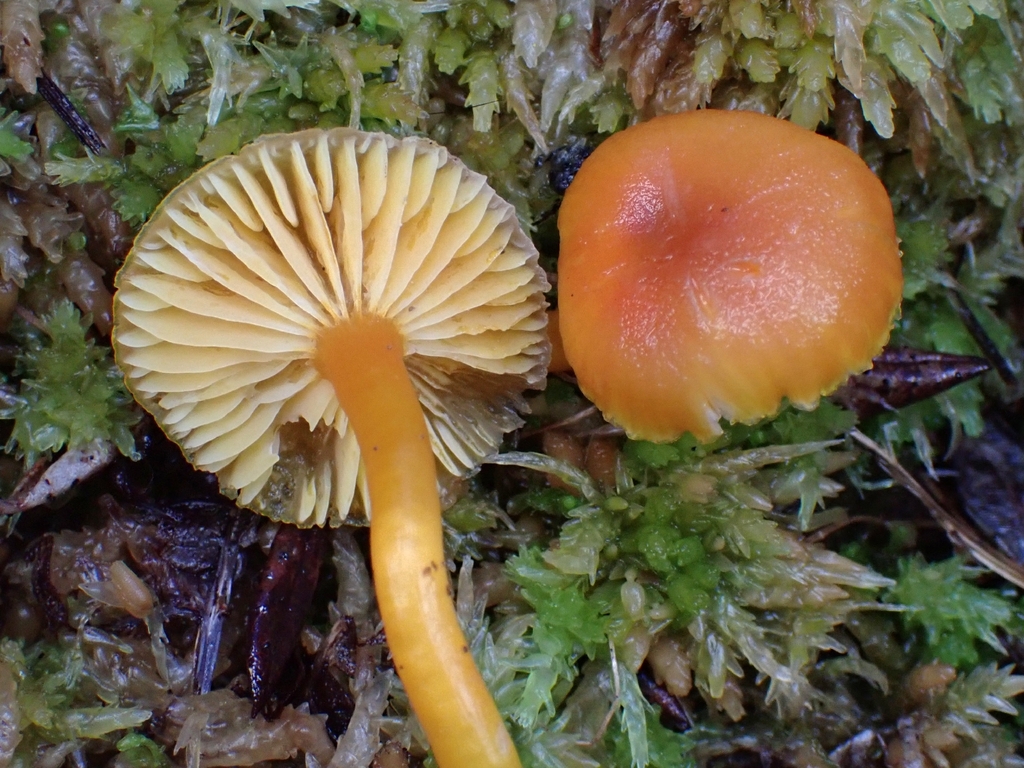 Hygrocybe constans · December 2025 · photo: © mandymushii (iNaturalist, cc-by)