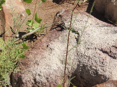 Masticophis taeniatus taeniatus