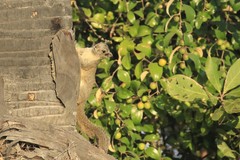 Callosciurus pygerythrus