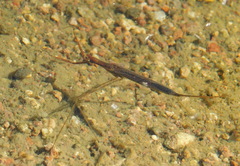 Ranatra quadridentata