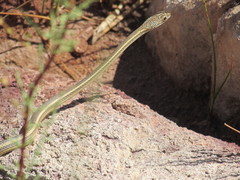 Masticophis taeniatus taeniatus