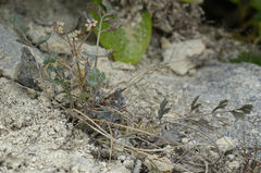 Gingidia enysii