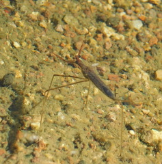 Ranatra quadridentata