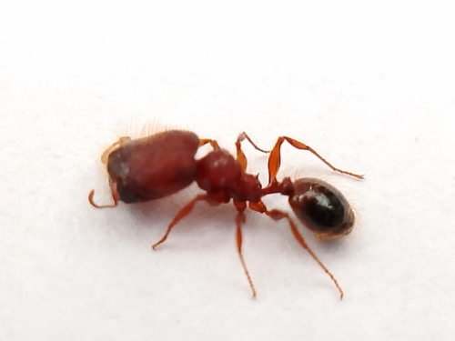 Pheidole tisiphonePheidole tisiphone