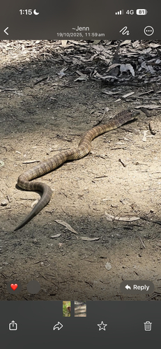 Tiger Snake sighting