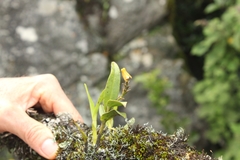 Polystachya transvaalensis