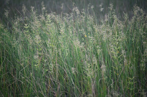 Blunt-flowered Rush (Juncus subnodulosus)