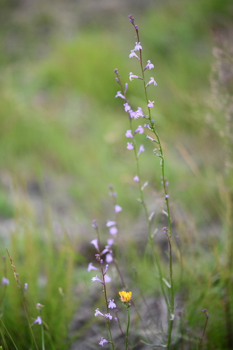 Heath Lobelia (Lobelia urens)