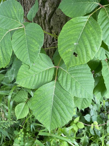 eastern poison ivy (Toxicodendron radicans)