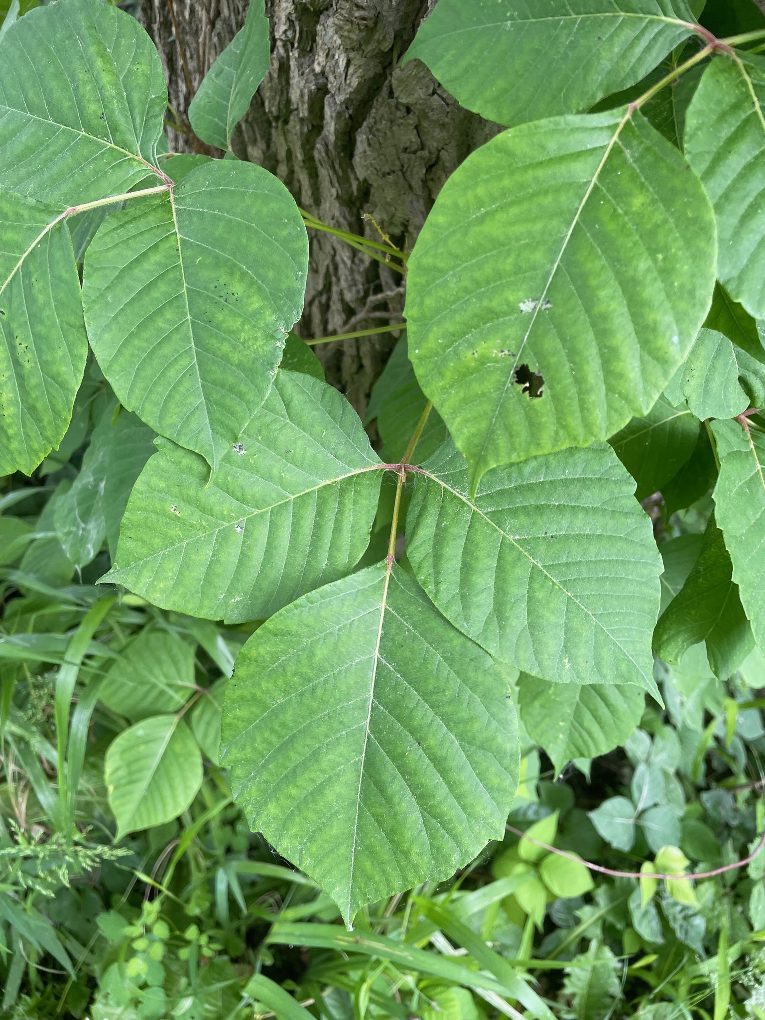 Eastern Poison Ivy (Toxicodendron radicans)