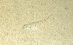 Favonigobius exquisitus