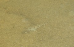 Favonigobius exquisitus