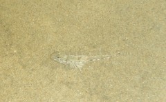 Favonigobius exquisitus
